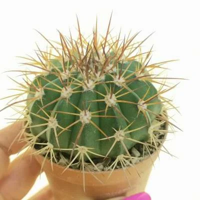 Melocactus longicarpus — CAP-C0509