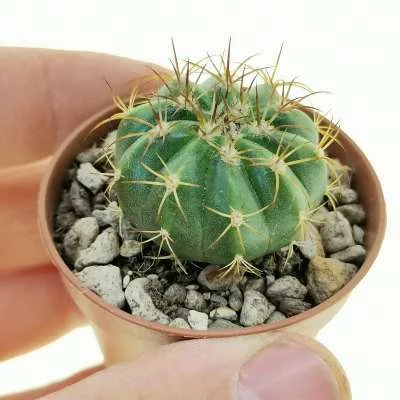 Melocactus schatzlii — CAP-C0517