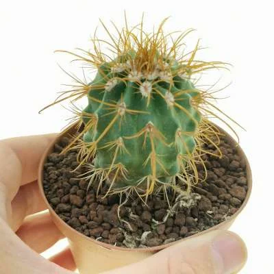 Parodia aureicentra — CAP-C0521