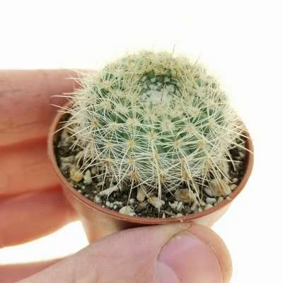 Parodia concinna — CAP-C0524