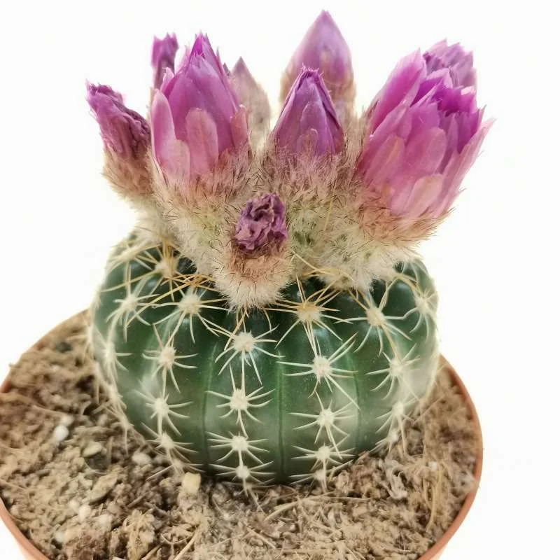 Parodia crassigibba — CAP-C0525