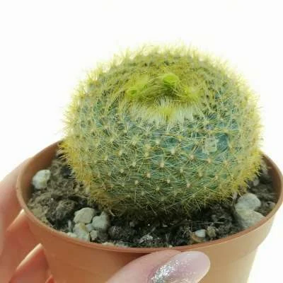 Parodia graessneri — CAP-C0528