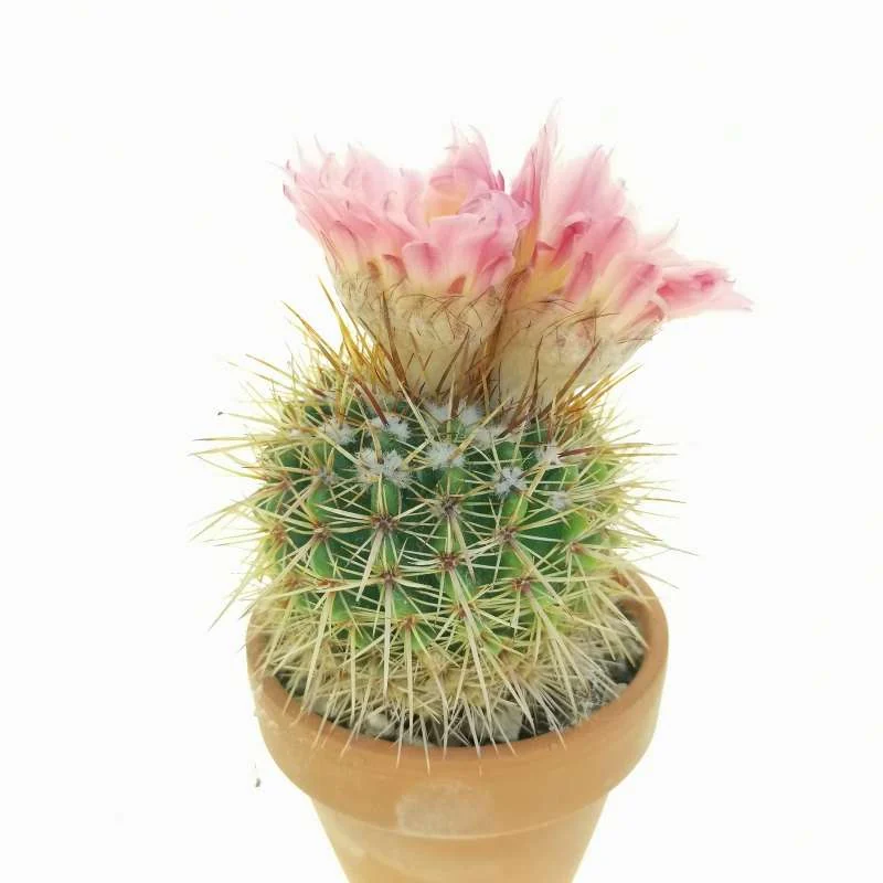 Parodia herteri — CAP-C0531