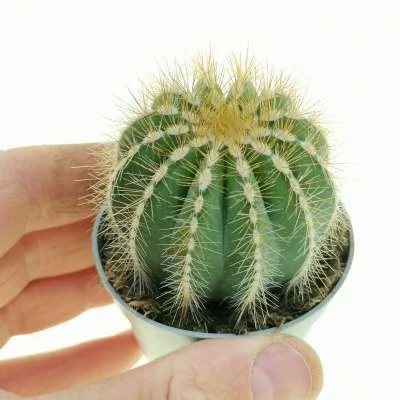 Parodia magnifica — CAP-C0535
