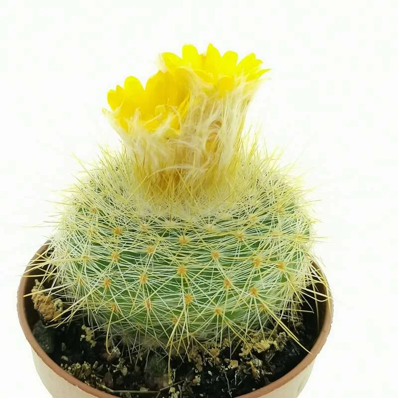 Parodia microsperma — CAP-C0536