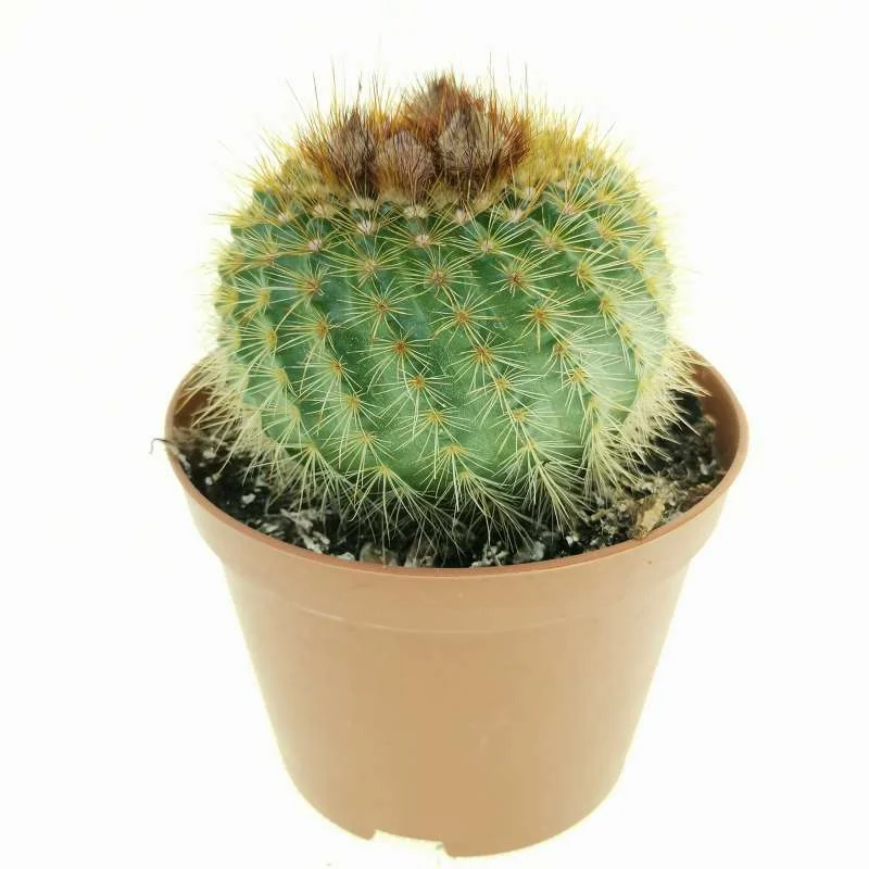 Parodia scopa subsp. succinea — CAP-C0547