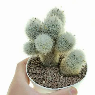 Pelecyphora laredoi — CAP-C0557