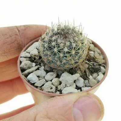 Pelecyphora tuberculosa — CAP-C0559