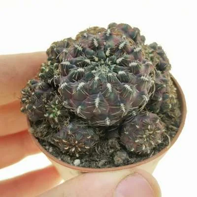 Rebutia pulchra — CAP-C0564
