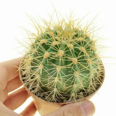 Soehrensia formosa subsp. rosarioana — CAP-C0575
