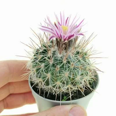 Stenocactus ochoterenianus — CAP-C0585