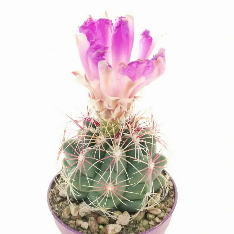 Thelocactus bicolor — CAP-C0591
