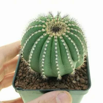 Uebelmannia pectinifera — CAP-C0606