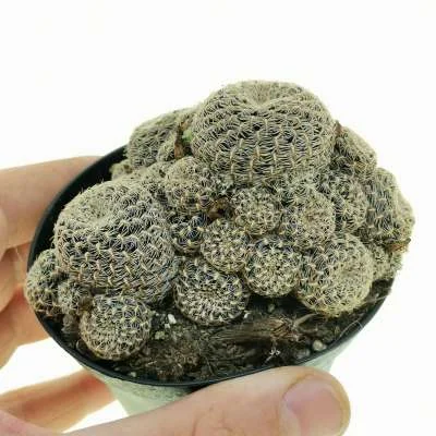 Weingartia canigueralii — CAP-C0608
