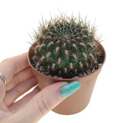 Weingartia mentosa — CAP-C0613