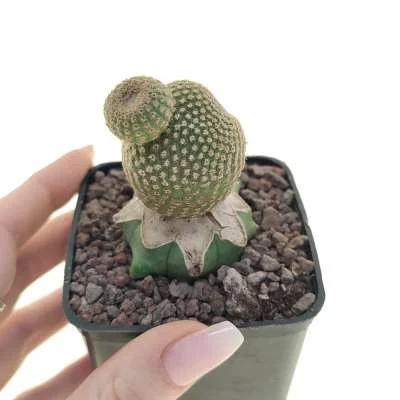 Yavia cryptocarpa — CAP-C0618