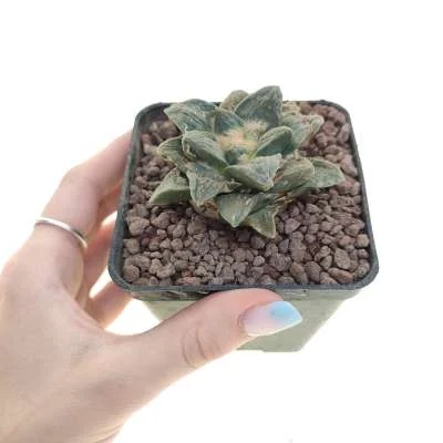 Ariocarpus (hybrid) retusus v. elongatus hybrid — CAP-C0619