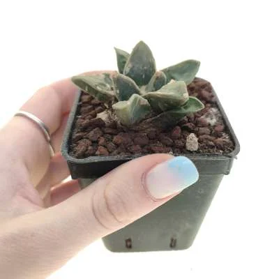 Ariocarpus retusus — CAP-C0620