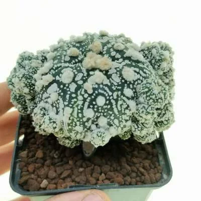 Astrophytum (hybrid) asterias hybrid (cv. Hanazono) — CAP-C0621