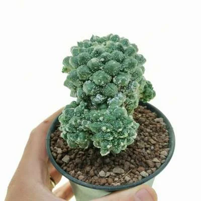 Astrophytum (hybrid) asterias hybrid cv. Kikko f. prolifera — CAP-C0622