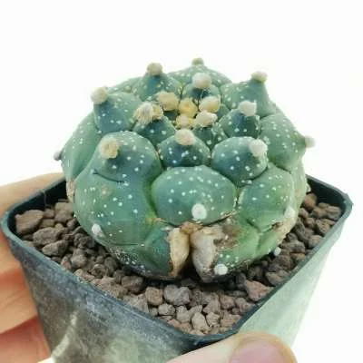 Astrophytum (hybrid) asterias hybrid cv. Kikko turtle — CAP-C0623