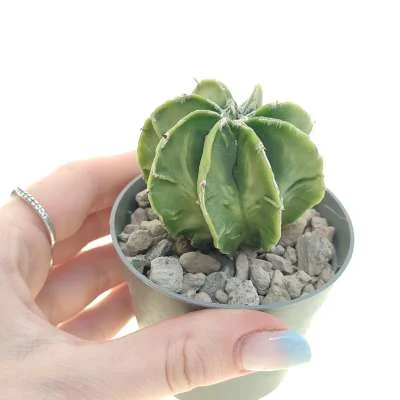 Astrophytum (hybrid) hybrid (myriostigma x Ornatum) cv. fukuryu (Type b) nudum f. variegata — CAP-C0627