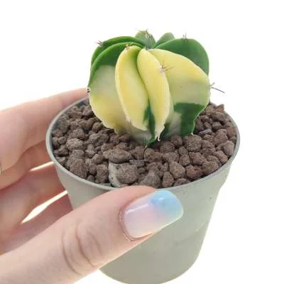 Astrophytum (hybrid) hybrid cv. curlispine var. nudum f. variegata — CAP-C0630
