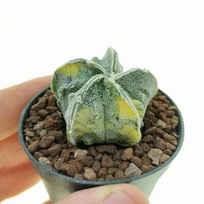 Astrophytum (hybrid) hybrid cv. fukuryu (Type B) f. variegata — CAP-C0631