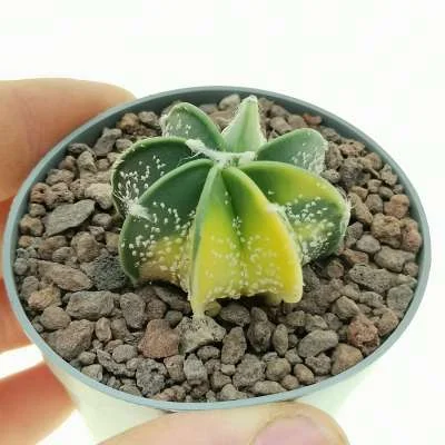 Astrophytum capricorne Nursery form inermis; nudum variegated — CAP-C0635