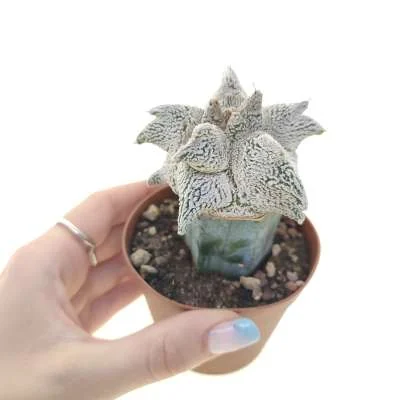 Astrophytum coahuilense Hakuran Snow kikko — CAP-C0636