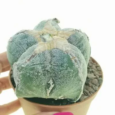 Astrophytum myriostigma Blind form — CAP-C0638