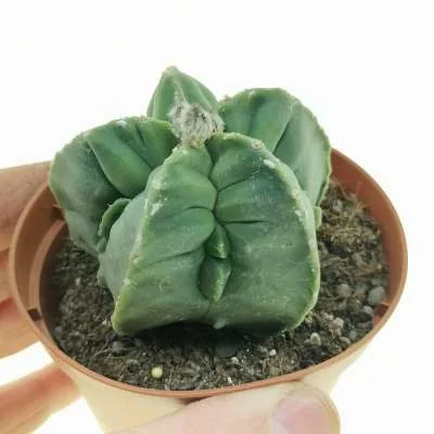 Astrophytum myriostigma fukuryu (Type A) Kikko var. nudum — CAP-C0640