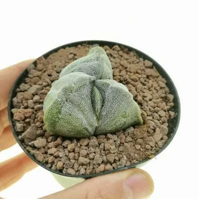 Astrophytum myriostigma Fukuryu (Type A) tricostatum — CAP-C0641