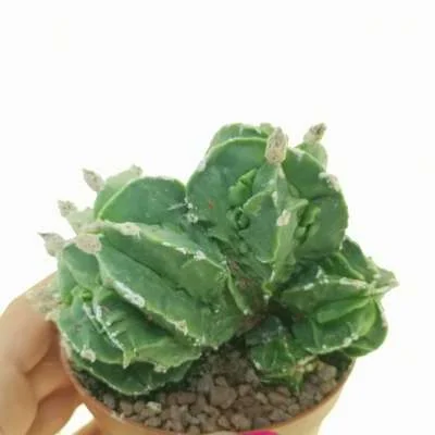 Astrophytum myriostigma Fukuryu (type B) crested politomica — CAP-C0642
