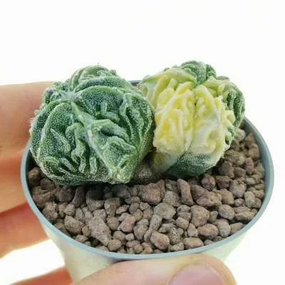 Astrophytum myriostigma Fukuryu (type B) dicotomica variegated — CAP-C0643
