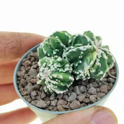 Astrophytum myriostigma fukuryu (Type B) Haku-jo nudum variegated — CAP-C0649