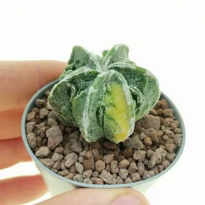 Astrophytum myriostigma Fukuryu (Type B) Haku-Jo variegated — CAP-C0651