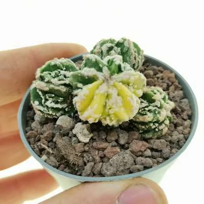 Astrophytum myriostigma fukuryu (Type B) Haku-jo variegated prolifera — CAP-C0652