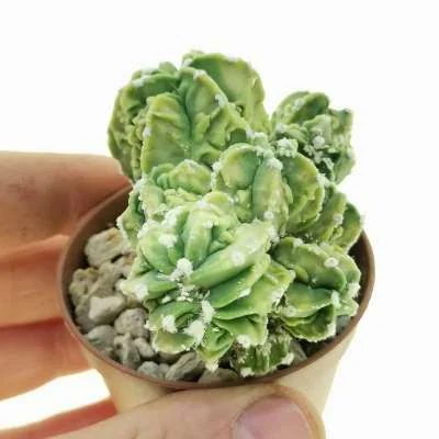 Astrophytum myriostigma Fukuryu (Type b) prolifera crested variegated — CAP-C0657