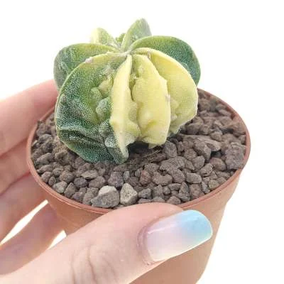 Astrophytum myriostigma Fukuryu (Type B) var. multicostatum variegated — CAP-C0659