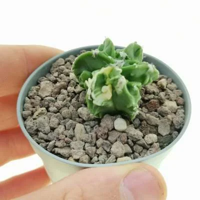 Astrophytum myriostigma Fukuryu (Type b) var. nudum variegated — CAP-C0663