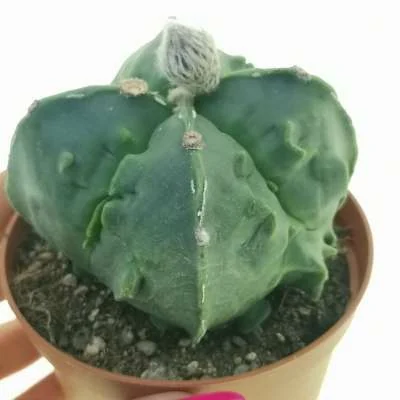 Astrophytum myriostigma Fukuryu (type B) var. quadricostatum nudum — CAP-C0664