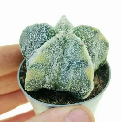 Astrophytum myriostigma Fukuryu (Type b) variegated — CAP-C0666