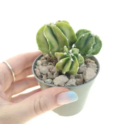 Astrophytum myriostigma Fukuryu (type B) variegated prolifera — CAP-C0668