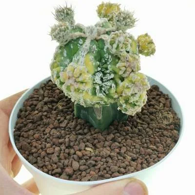 Astrophytum myriostigma Fukuryu haku-jo variegated prolifera — CAP-C0669