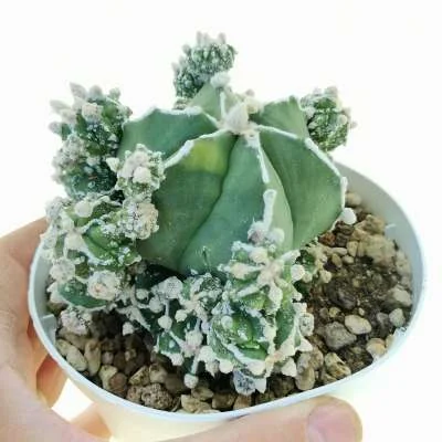 Astrophytum myriostigma Haku-jo nudum prolifera variegated — CAP-C0672