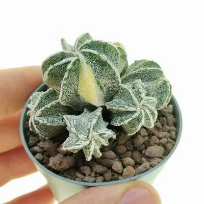 Astrophytum myriostigma Haku-Jo variegated prolifera — CAP-C0674