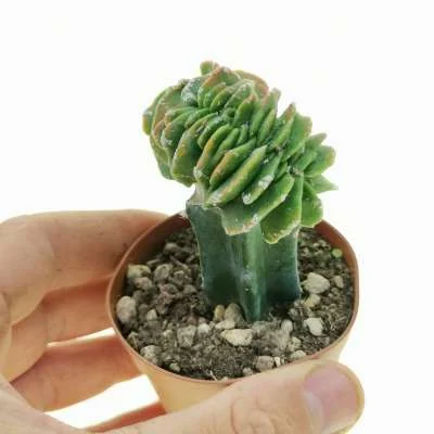 Astrophytum myriostigma Hakuun crested — CAP-C0675