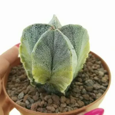Astrophytum myriostigma Irregular ribs quadricostatum variegated — CAP-C0677