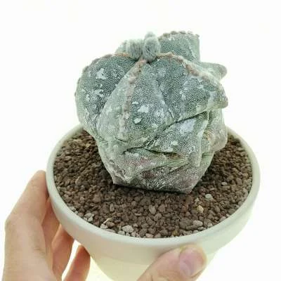Astrophytum myriostigma Kikko Hakuun — CAP-C0678